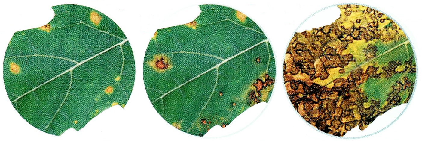 évolution sur les feuilles d'une carence en calcium