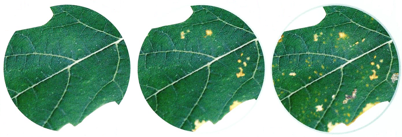 stades d'évolution de la chlorose sur les feuilles