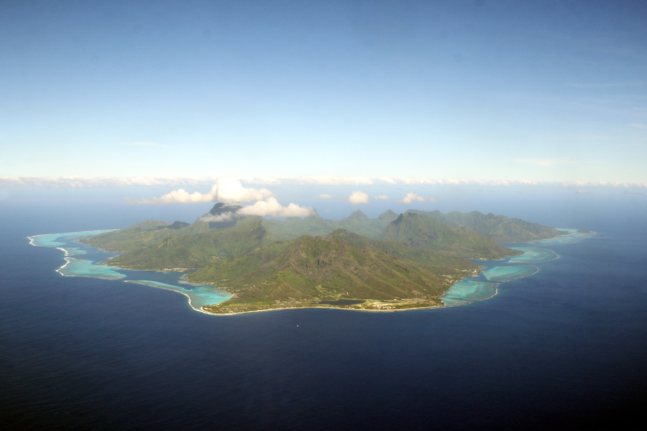 Photo Agrimoz Hydrozone Moorea